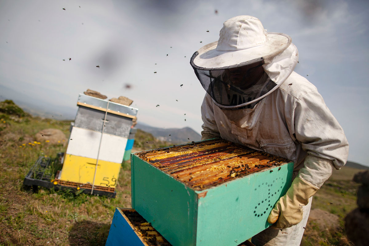 abellaires-mel-polen