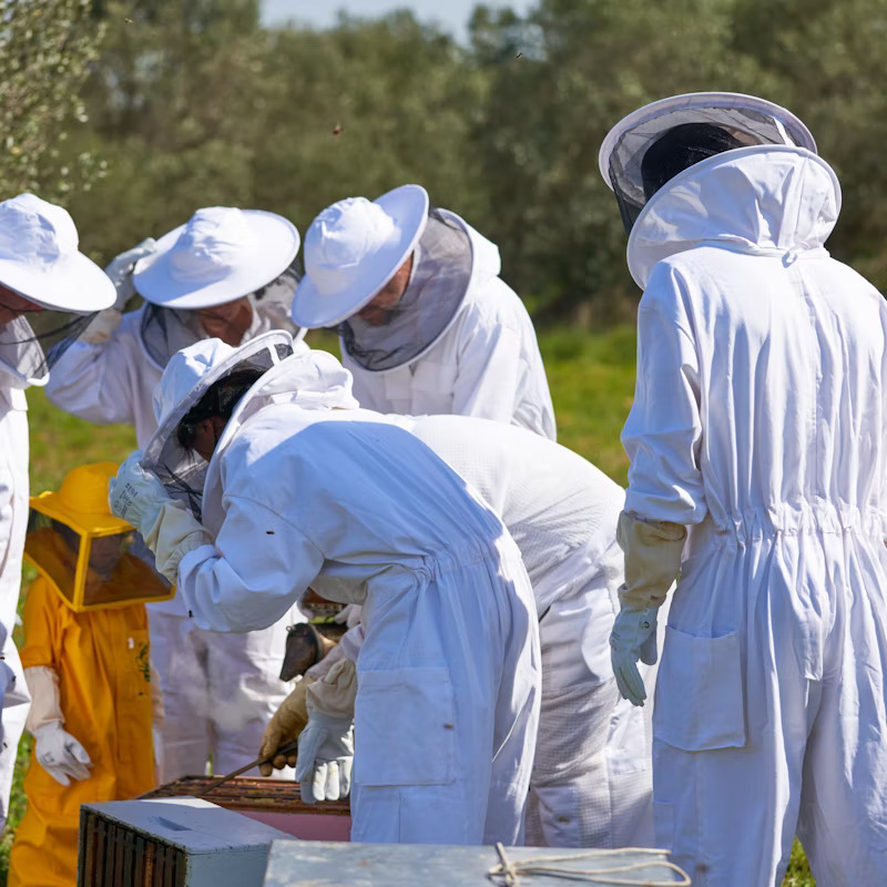 apicultura1 Visita apicultura