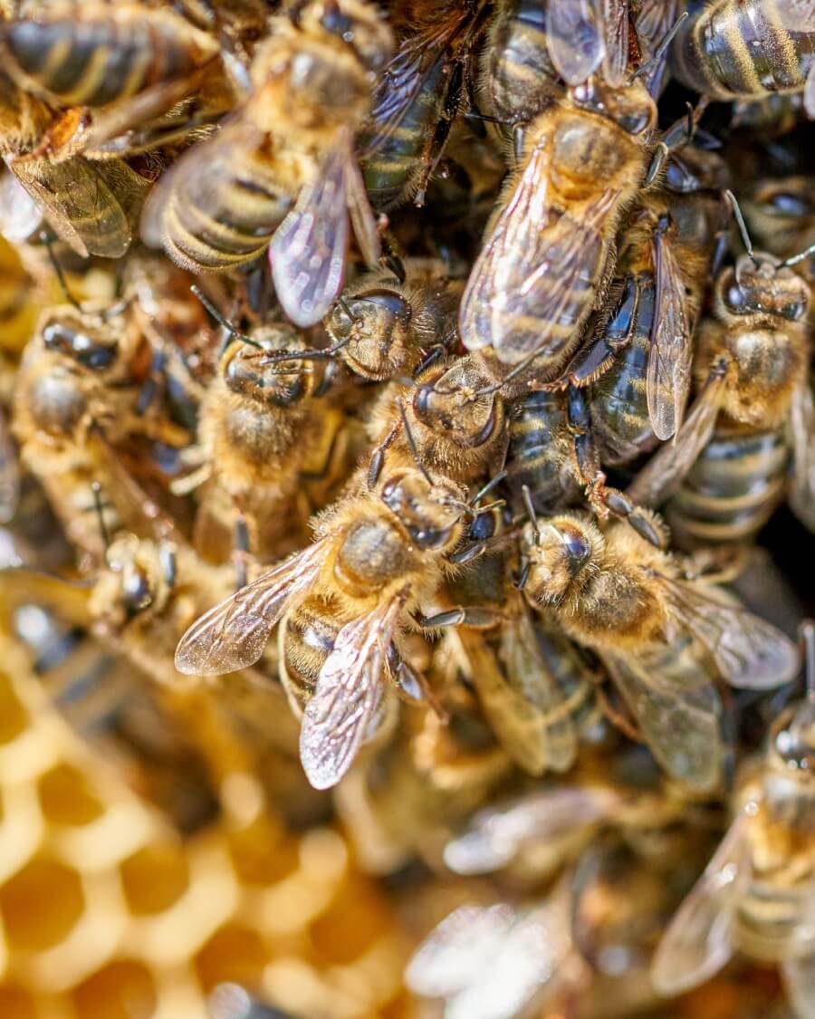 abelles-2 Grup de abelles