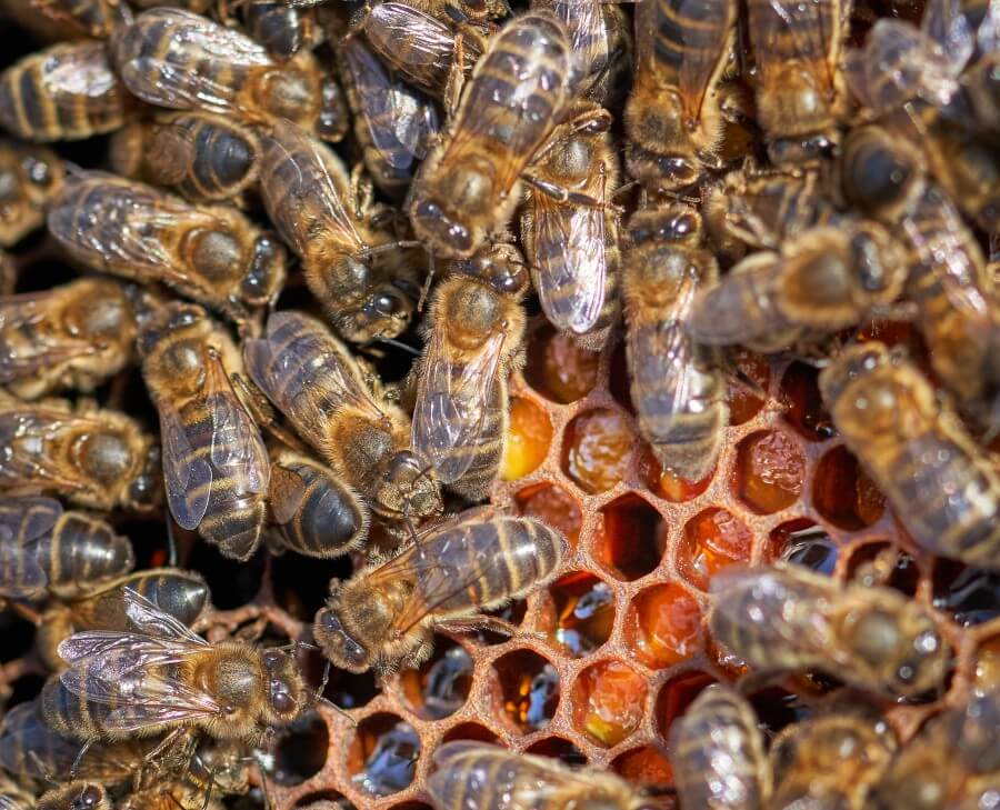 abelles-pol.len-rusc Pol.len rusc