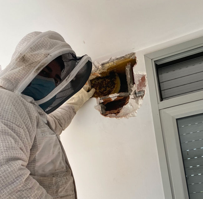 extraccio-eixams-abella Extraccio-eixams-abella