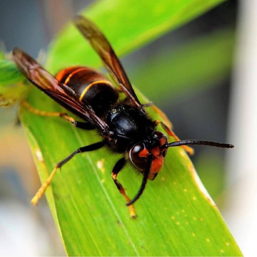 vespa-velutina-1 Vespa velutina